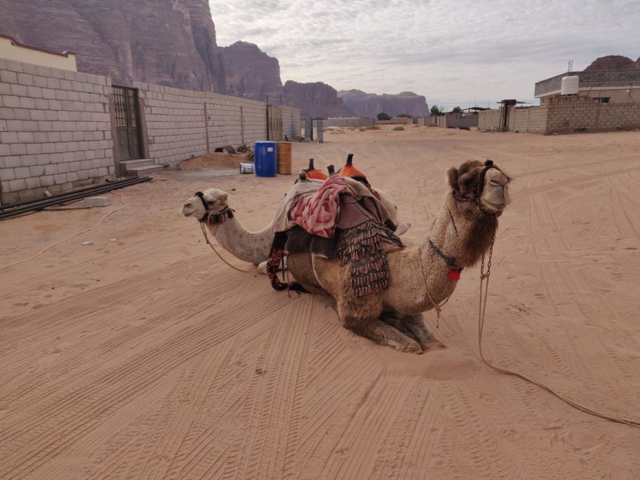 Camel ride Wadi Rum