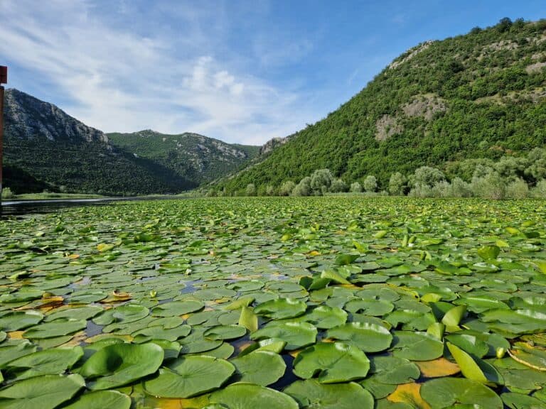 Ultimate Guide to visiting Shkoder Lake in Albania