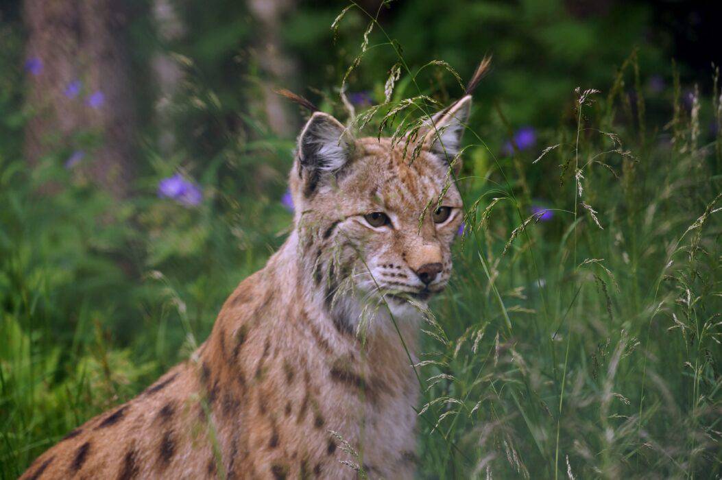 Lynx in Norway