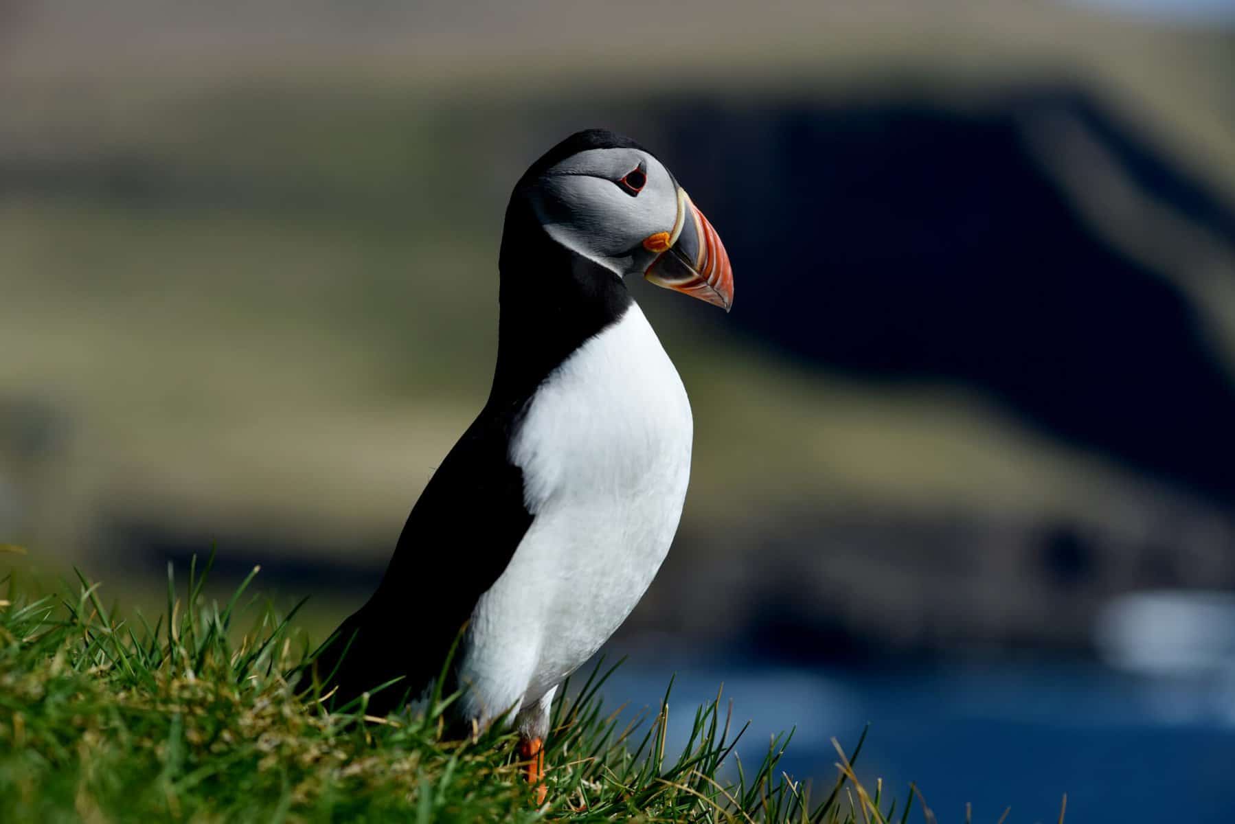 What Is The National Animal Of Norway 11 Interesting Facts
