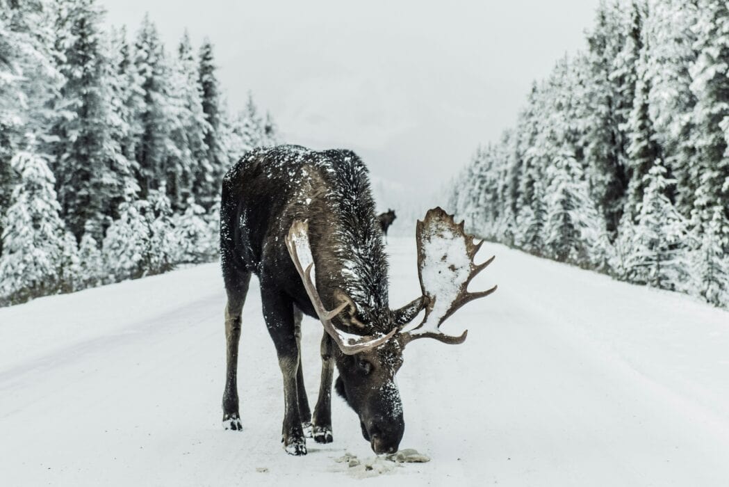 National Animal of Norway