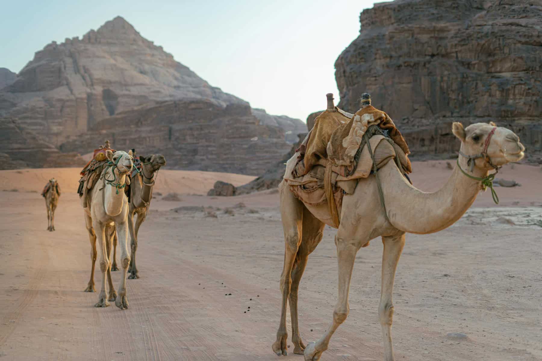 Is Wadi Rum worth visitng