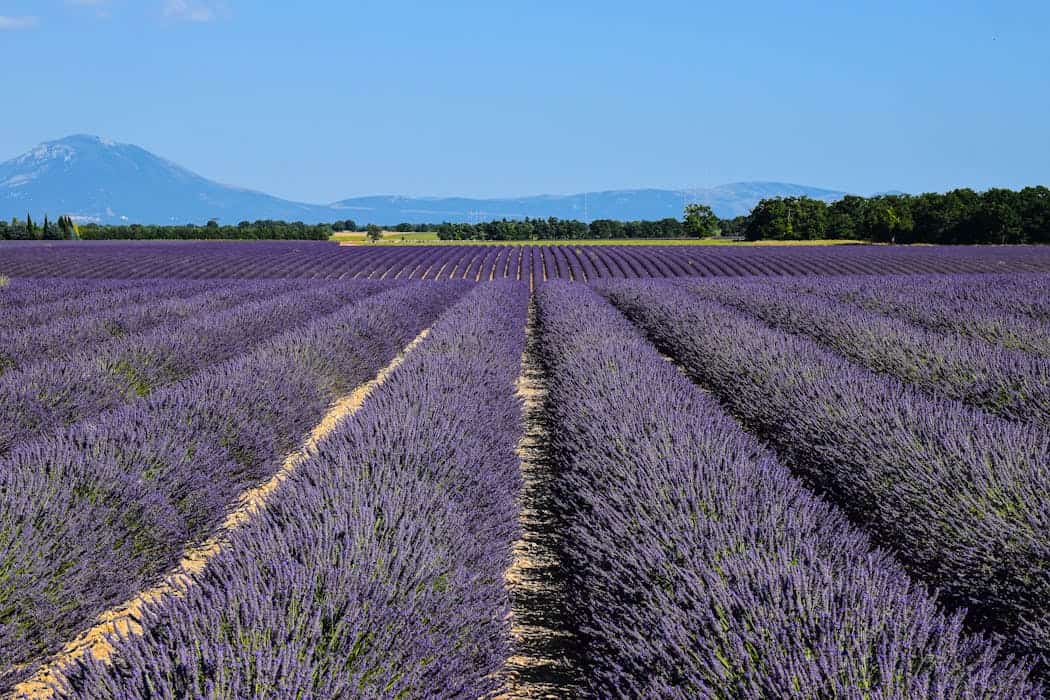 Stunning lavender fields in Provence, France with mountains in the background.