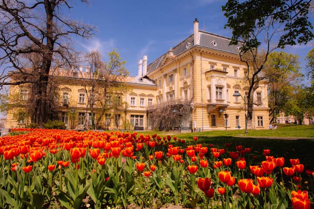Vibrant tulips in bloom with Sofia's Royal Palace as a backdrop on a sunny spring day.